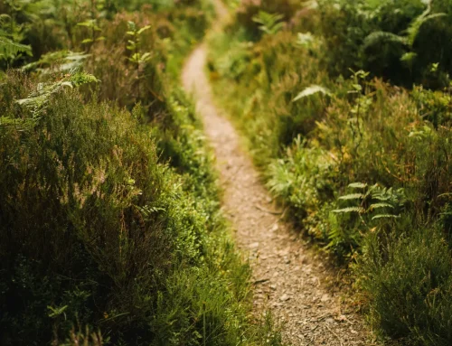 The Fairy Path