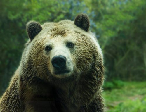 The Bear, a sestina