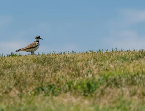 Kildeer