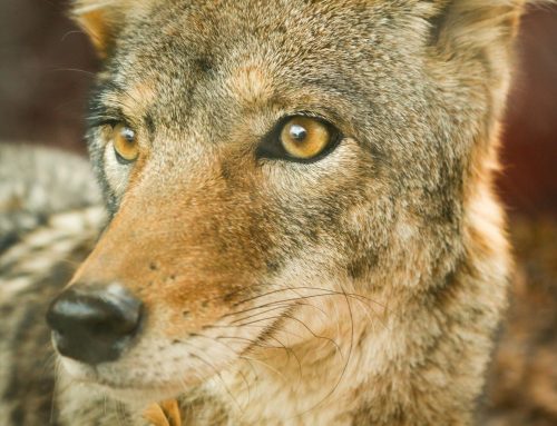 Memorie and the Coyote